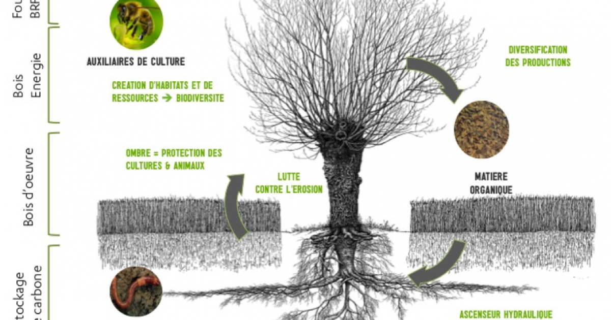 FD Civam 30 : L'agroforesterie