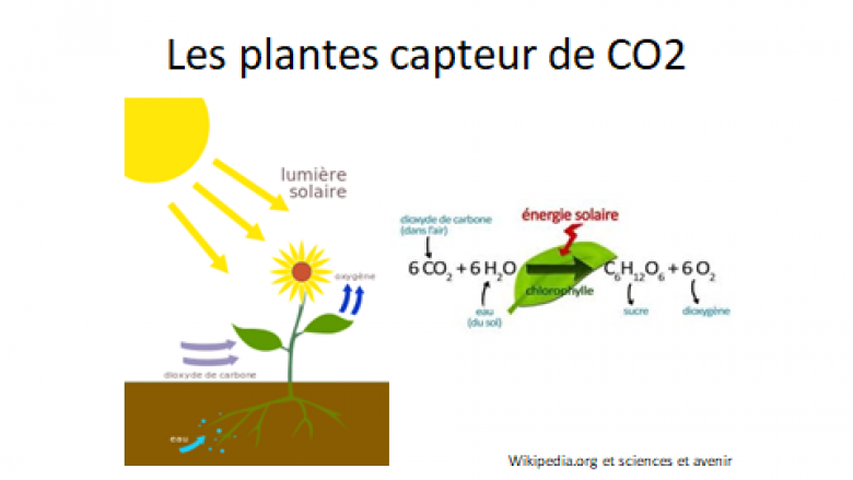image Les_plantes_capteur_de_CO2.png (37.2kB)