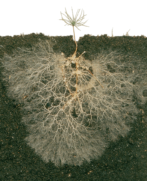 image Champignon_micorhizien_sur_racines_de_pin.gif  (0.3MB)
Lien vers: http://www.earthdanceorganics.com/finding-mycorrhizae-in-our-worm-castings/